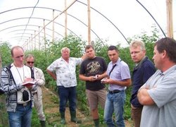 Малину в плівковому тунелі демонструють фермер Яцек Ксьонжек і доктор Павло Кравець (перші праворуч)